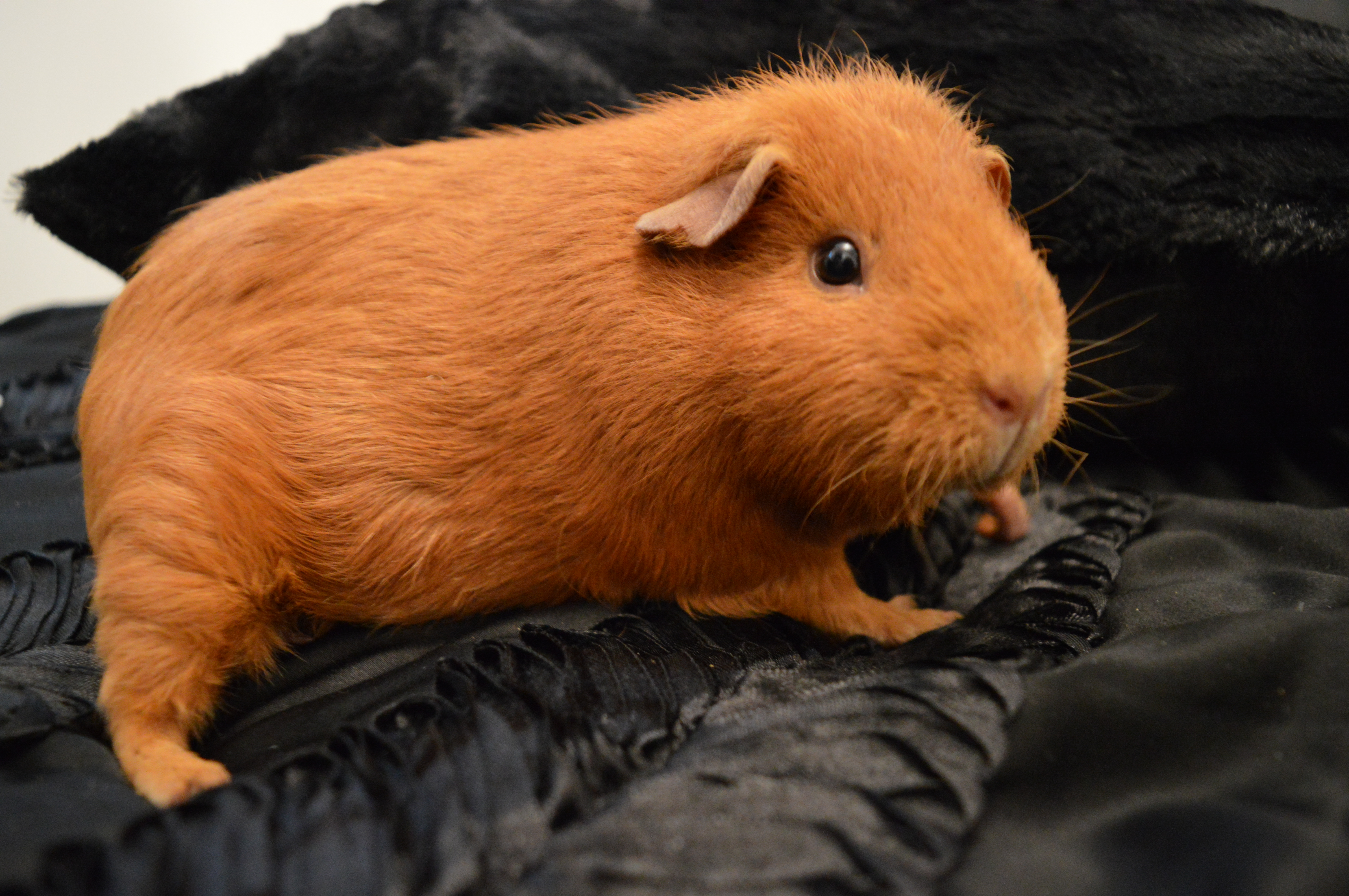 The Lakeland variation/breed of Cavy (Guinea Pig) that is a fully furred sk...